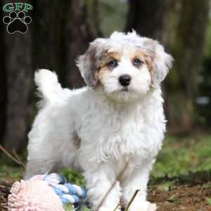Missy, Mini Bernedoodle Puppy